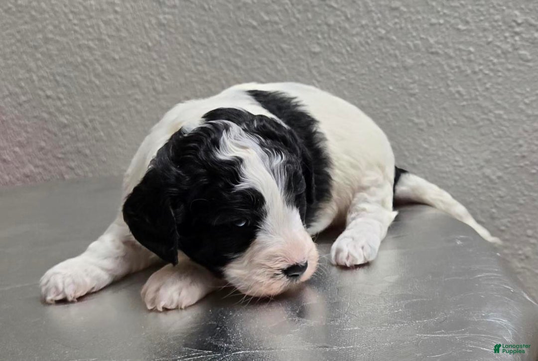 Mini Goldendoodle dogs for sale: Molly - Ad 5