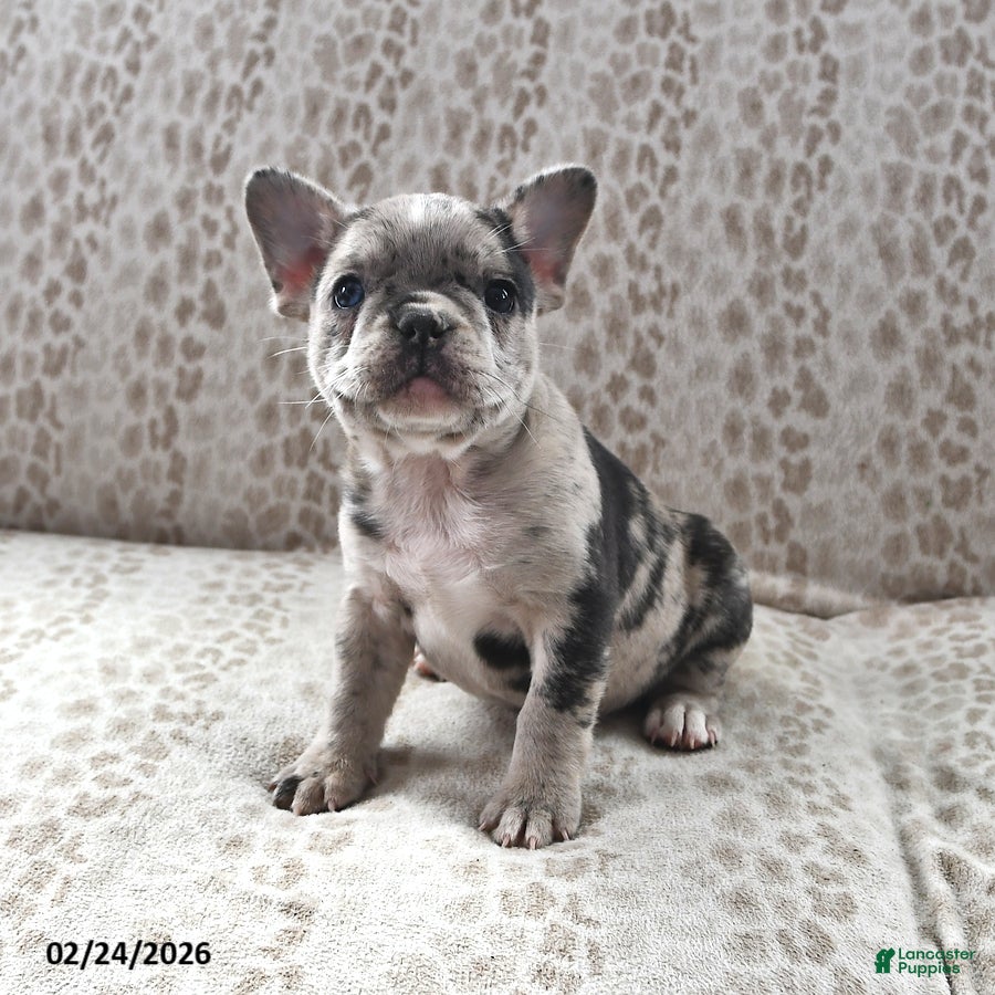 Frenchton dogs Ashley - Ad 2