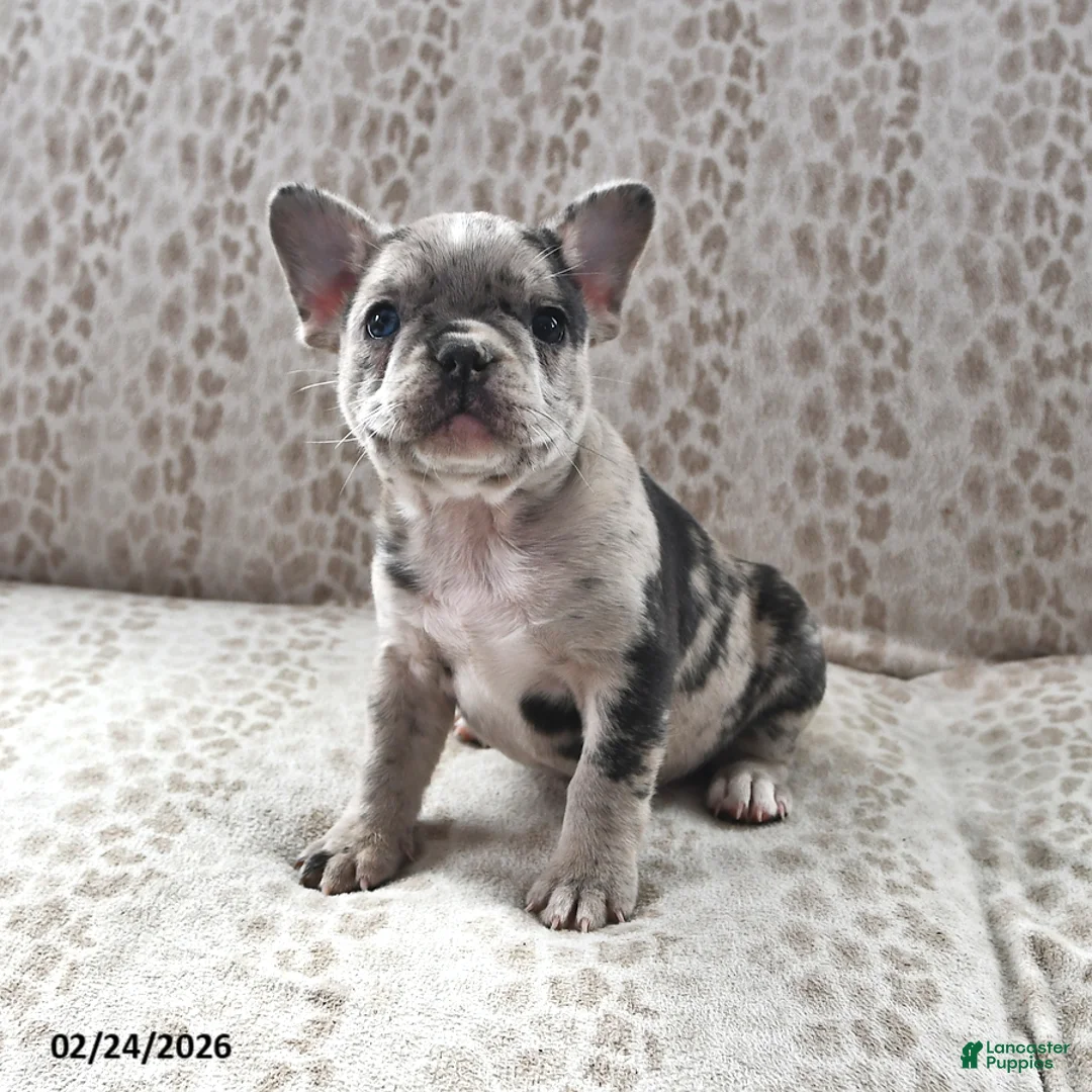 Frenchton dogs for sale: Ashley - Ad 2