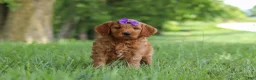 Mini Goldendoodle dogs for sale: Betsy - Ad 5