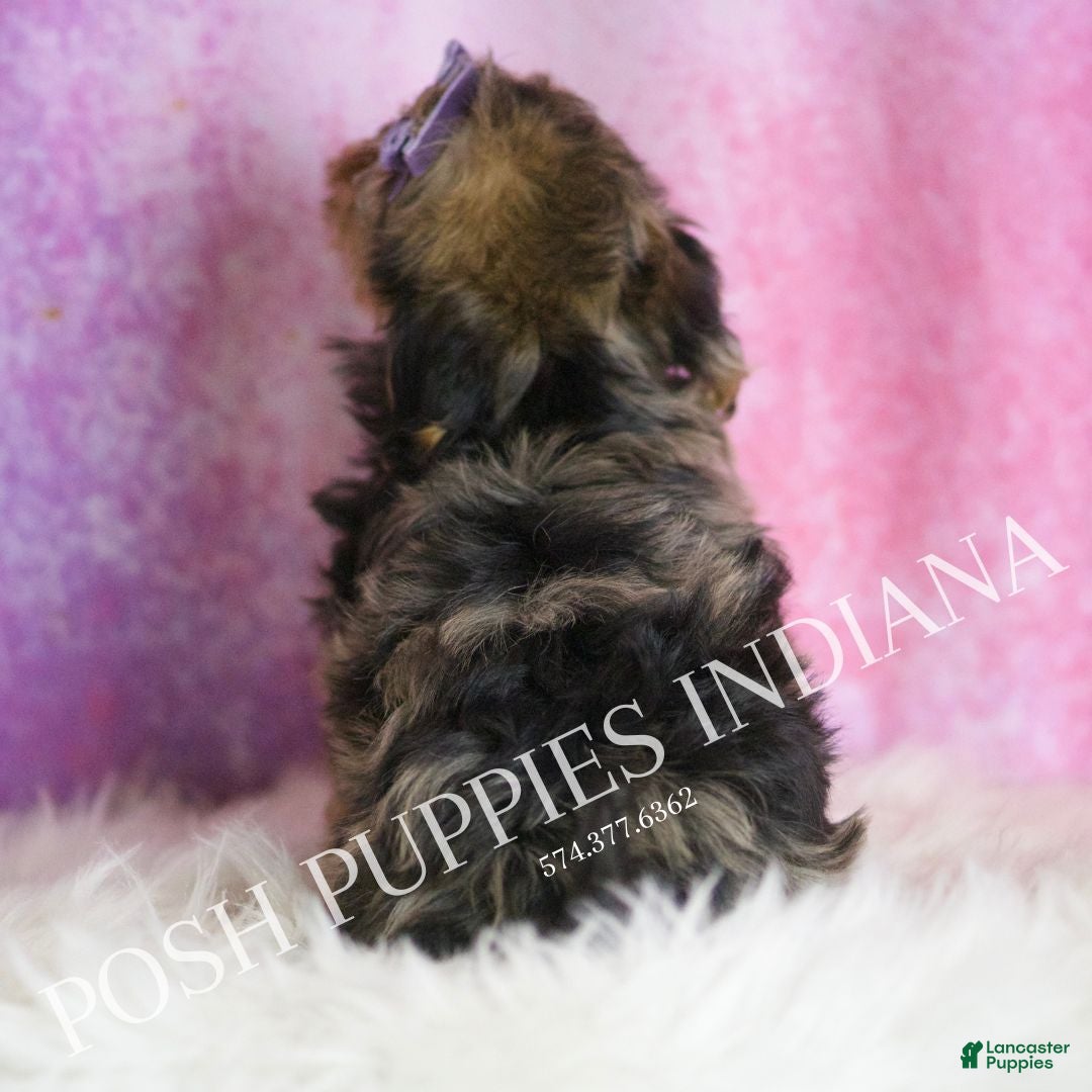 Yorkiepoo dogs for sale: Kiki - Ad 7