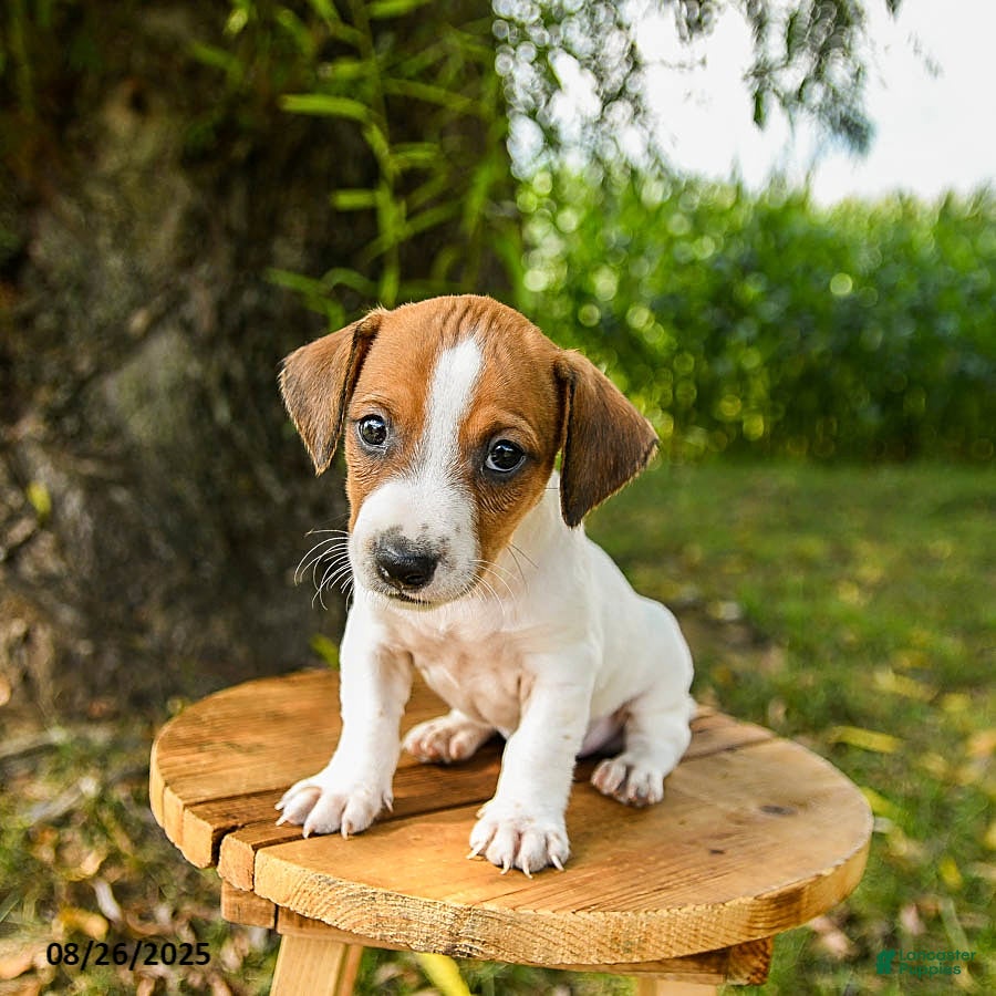 Jack Russell Terrier dogs Eddie - Ad 2
