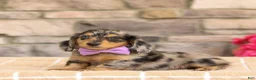 Miniature Dachshund dogs for sale: Marley - Ad 12