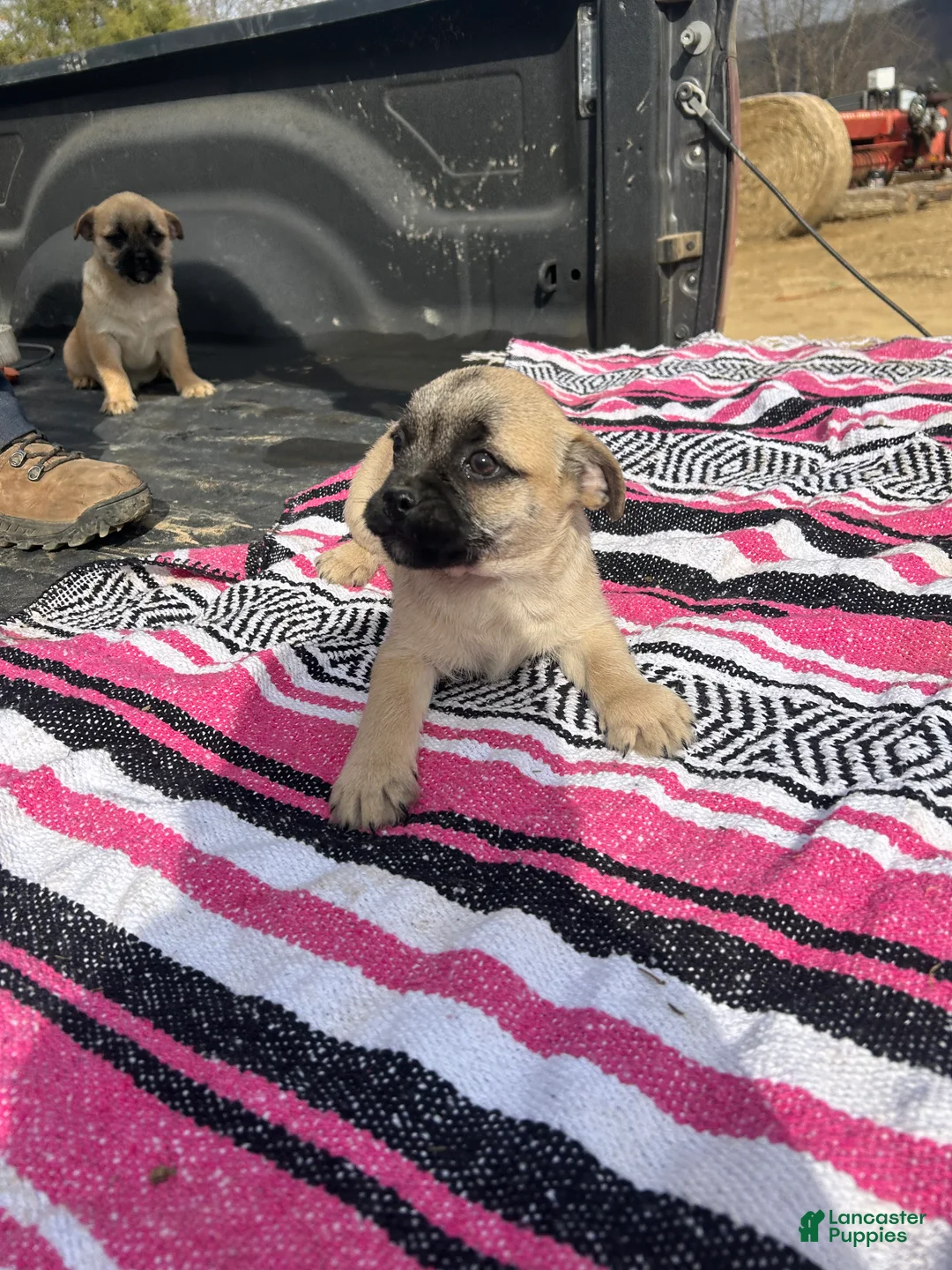 Mixed Breed dogs for sale: Joe - Ad 1