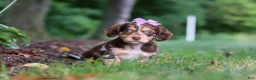 Miniature Dachshund dogs for sale: Abby - Ad 2