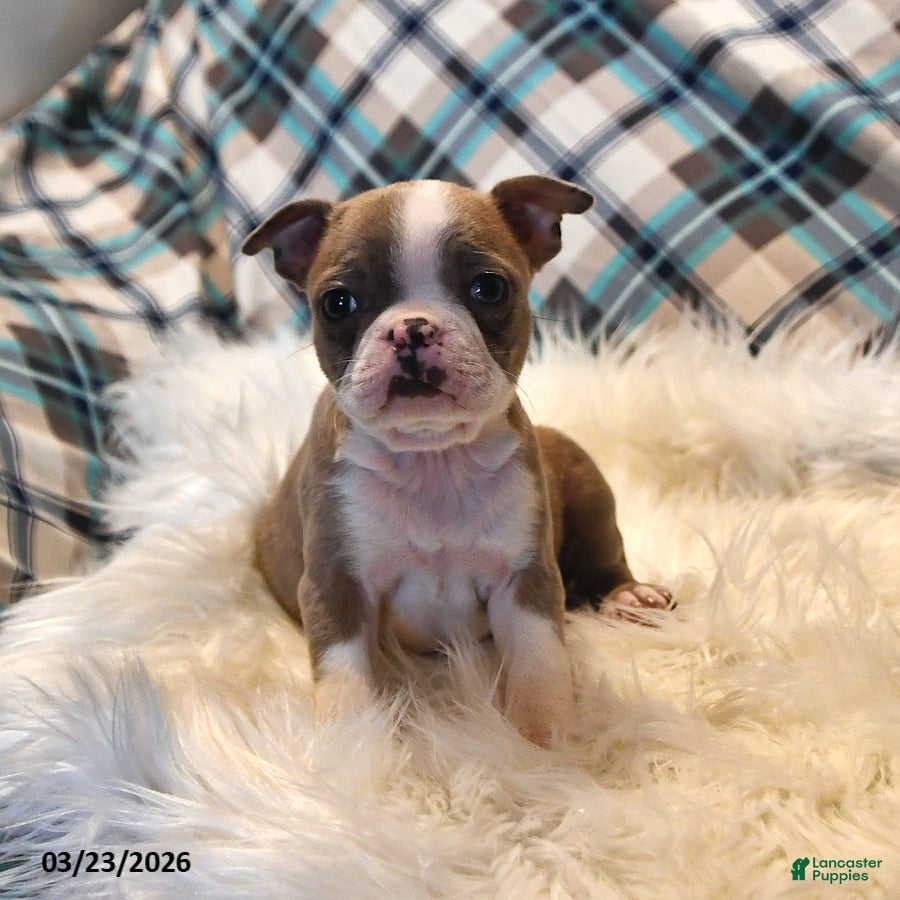 Boston Terrier dogs Cheyenne - Ad 2