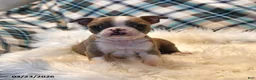 Boston Terrier dogs for sale: Cheyenne - Ad 12