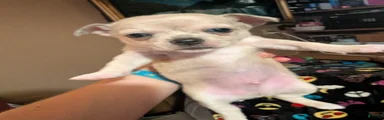 Pugsley