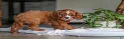 Cavalier King Charles Spaniel dogs for sale: Charlie - Ad 3