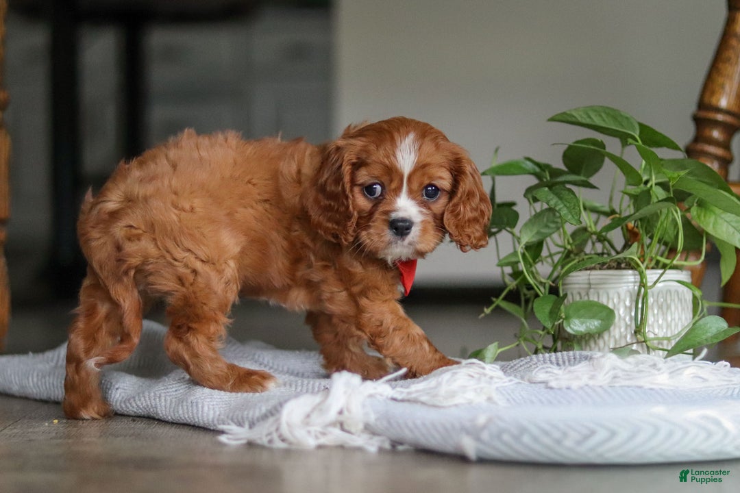 Cavalier King Charles Spaniel dogs for sale: Charlie - Ad 3