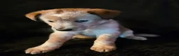 Mixed Breed dogs for sale: Skully - Ad 3