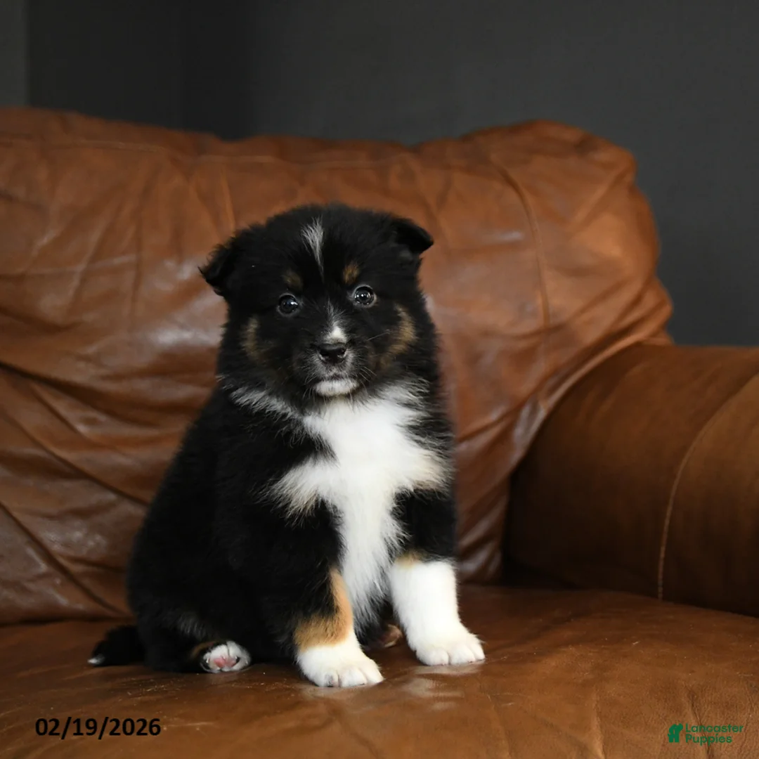 Australian Shepherd dogs for sale: Darcy - Ad 3