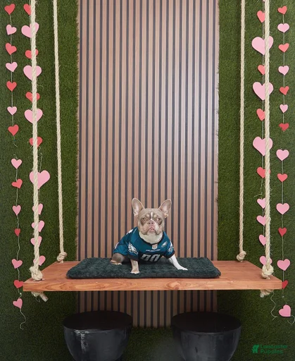 Gallery Image {{count}}