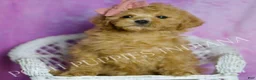 Toy Poodle dogs for sale: Hotzy - Ad 3