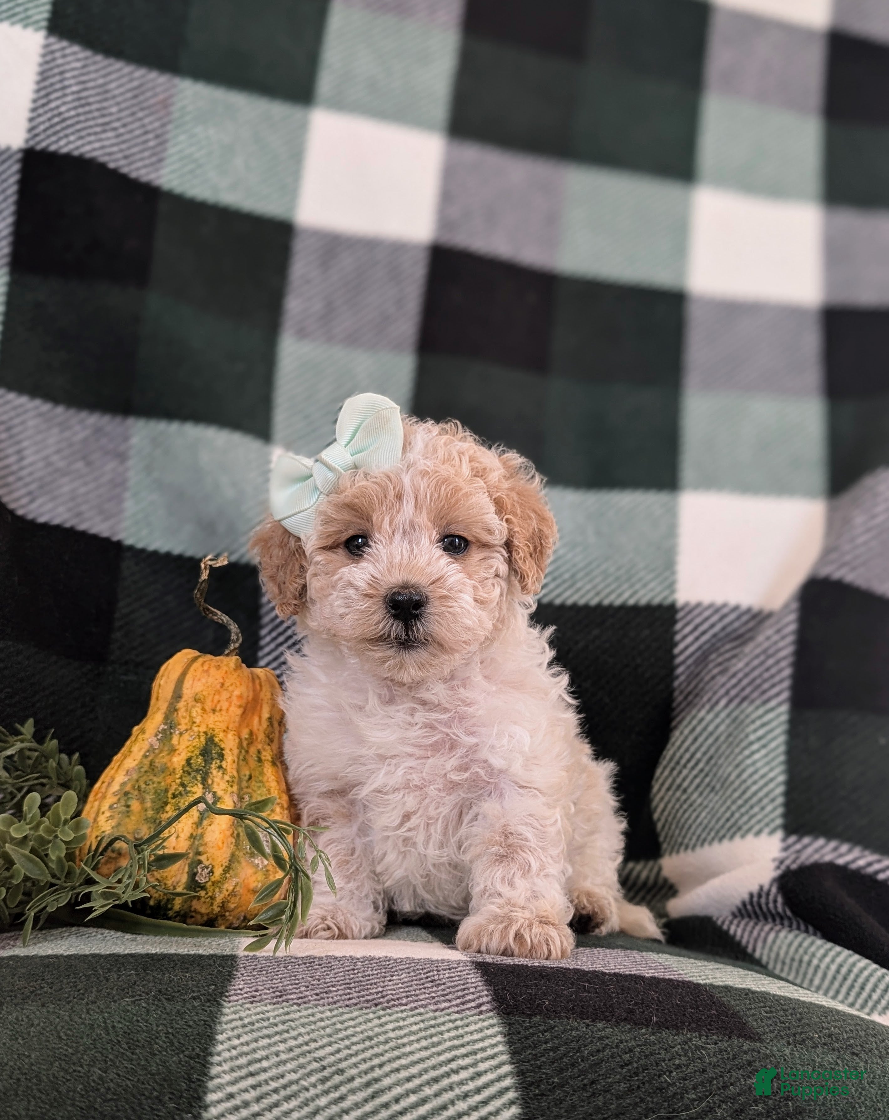 Maltipoo dogs for sale: Jozi Hypoallergenic - Ad 2
