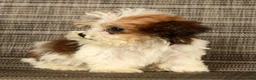Havapoo dogs for sale: Tucker - available 8/17/26 - Ad 9