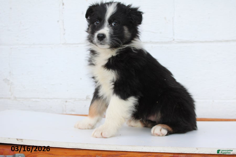 Australian Shepherd dogs Rex - Ad 1