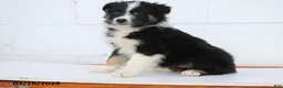 Australian Shepherd dogs for sale: Rex - Ad 3