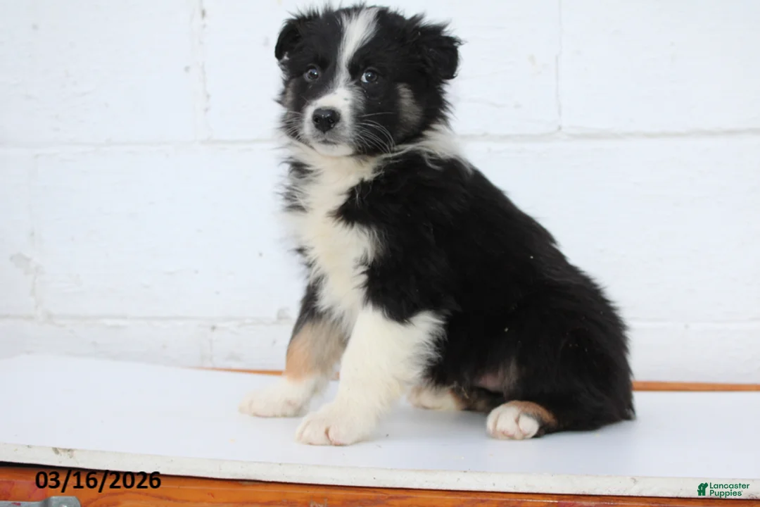 Australian Shepherd dogs for sale: Rex - Ad 3