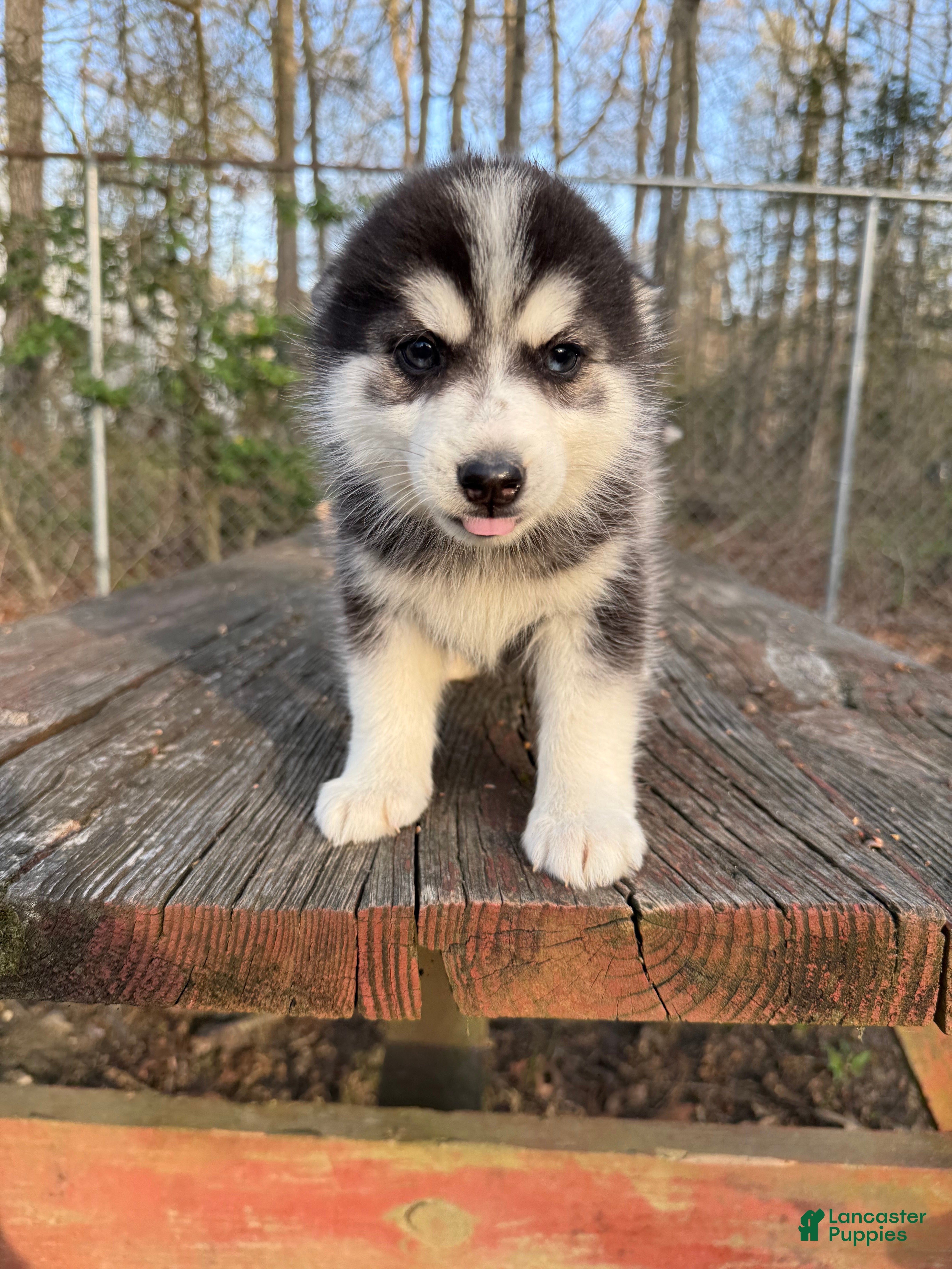 Pomsky dogs Pomsky Puppy 5 - Ad 18