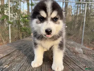 Pomsky dogs Pomsky Puppy 5 - Ad 18