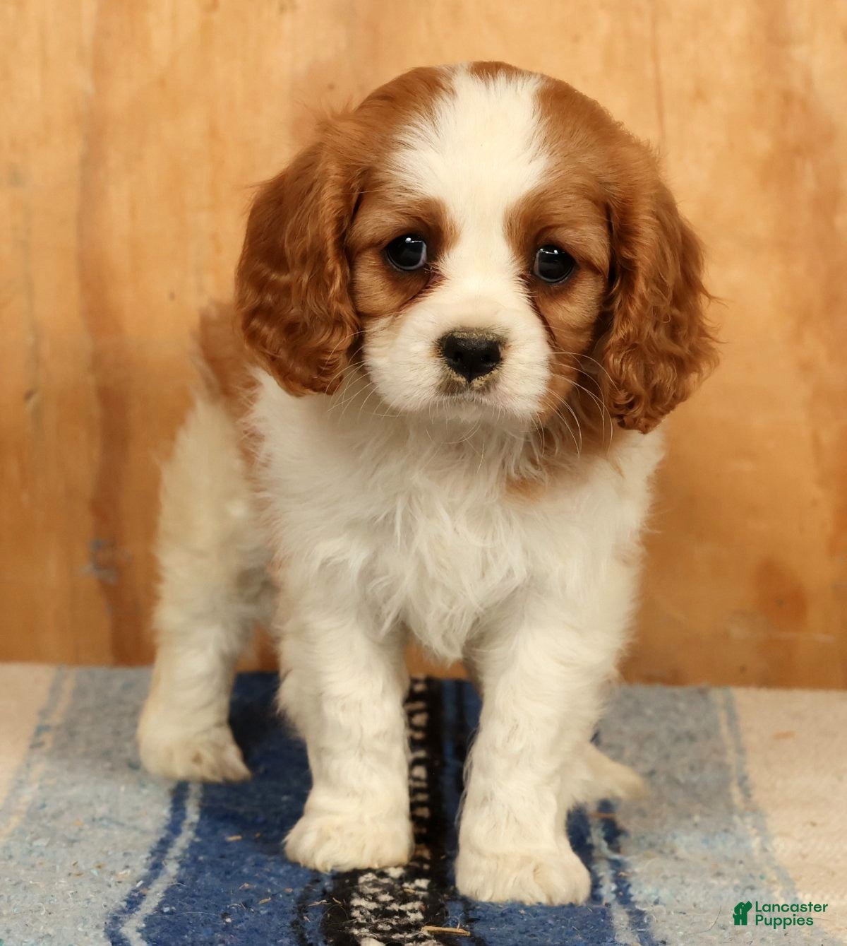 Cavalier King Charles Spaniel dogs Petunia - Ad 2