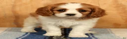 Cavalier King Charles Spaniel dogs for sale: Petunia - Ad 2