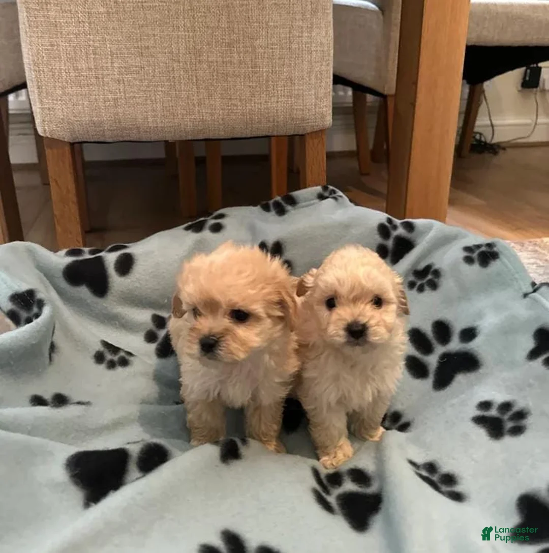 Maltipoo dogs for sale: Dave - Ad 9
