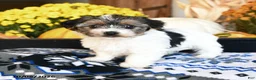 Shorkie dogs for sale: Twinkie - Ad 2