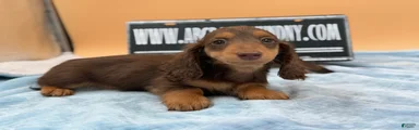 Discounted for overbite