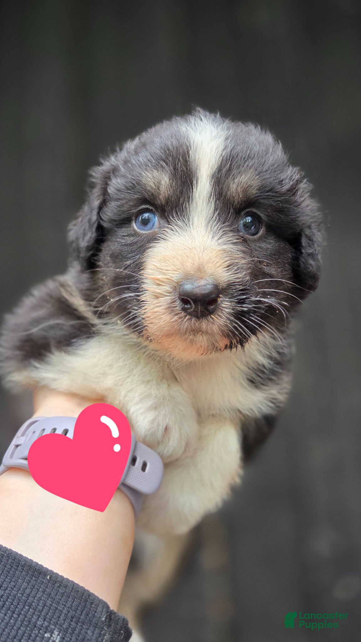 Australian Shepherd dogs for sale: Australian Shepherd Puppy 8 - Ad 4
