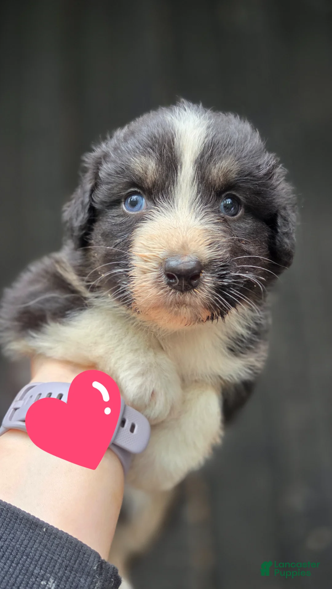Australian Shepherd dogs for sale: Australian Shepherd Puppy 8 - Ad 1