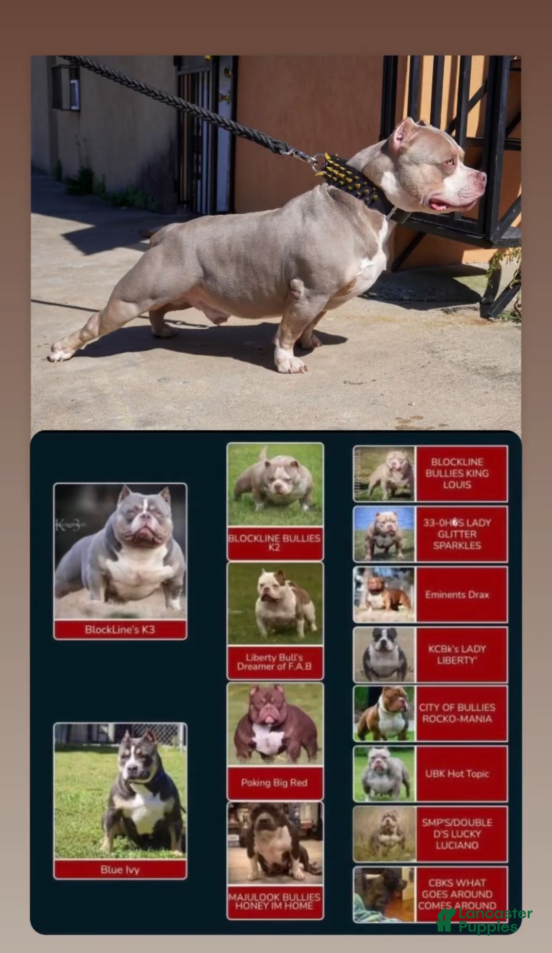 American Bully dogs for sale: Linda - Ad 10