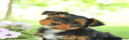 Yorkshire Terrier dogs for sale: Hailey - Ad 5