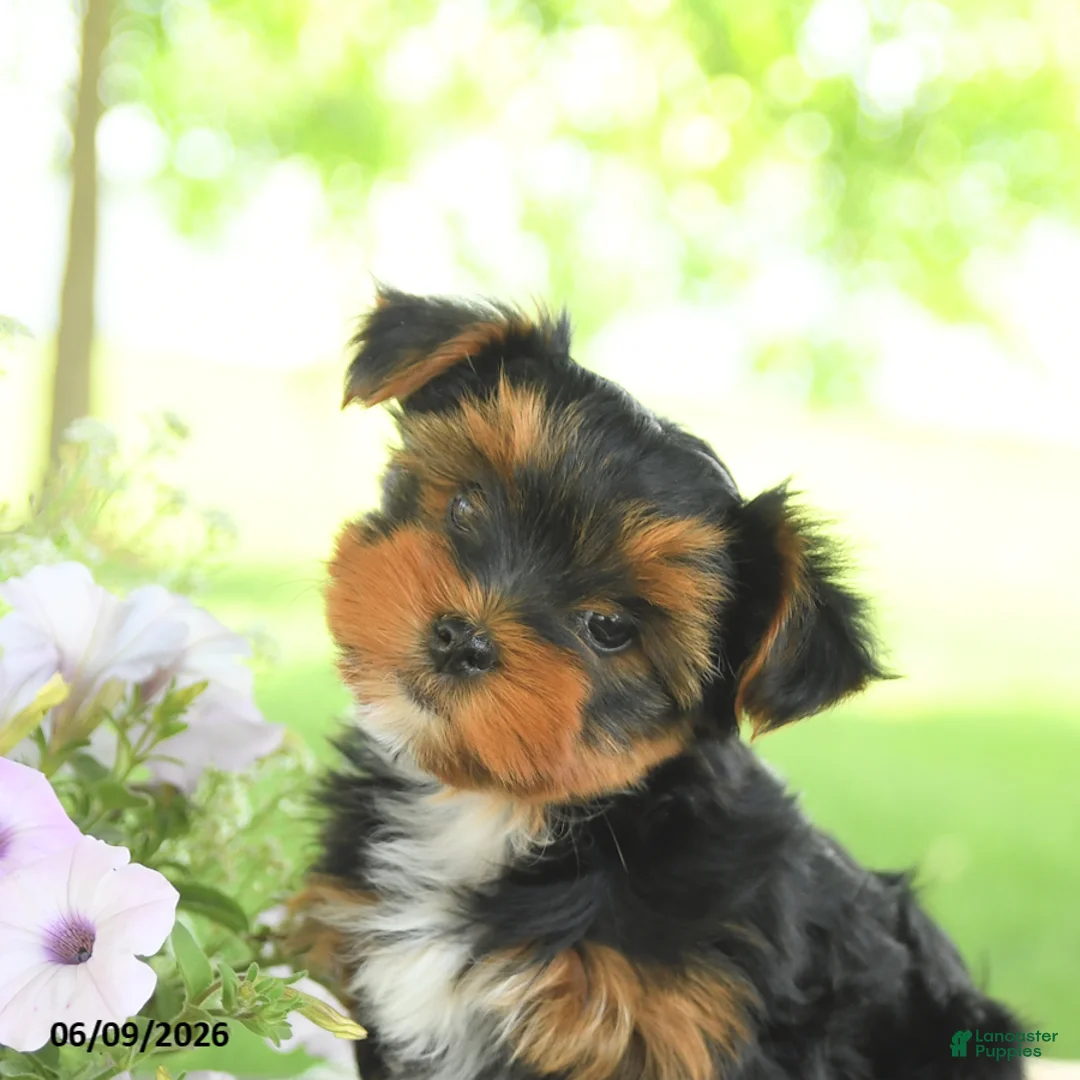 Yorkshire Terrier dogs for sale: Hailey - Ad 5