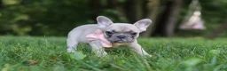 French Bulldog dogs for sale: Bailey - Ad 5