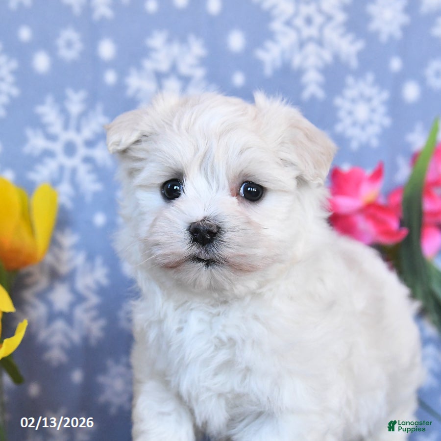 Maltese dogs Blossom - Ad 2