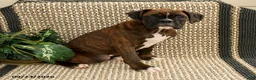 Boxer dogs for sale: Brittany - Ad 3