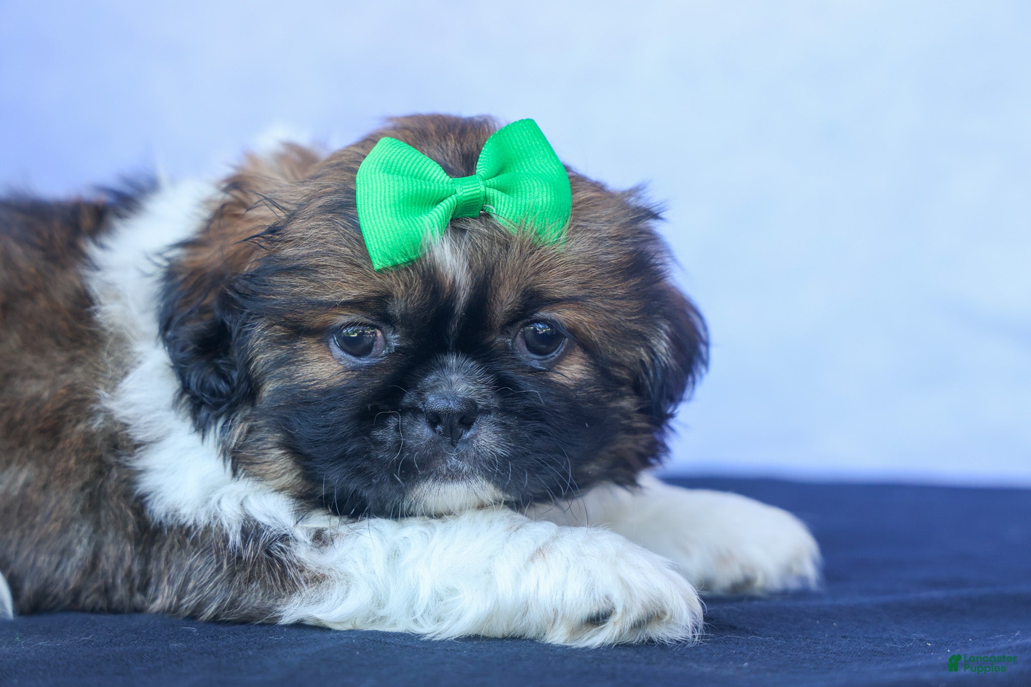 Shih Tzu dogs RUSTY - Ad 2