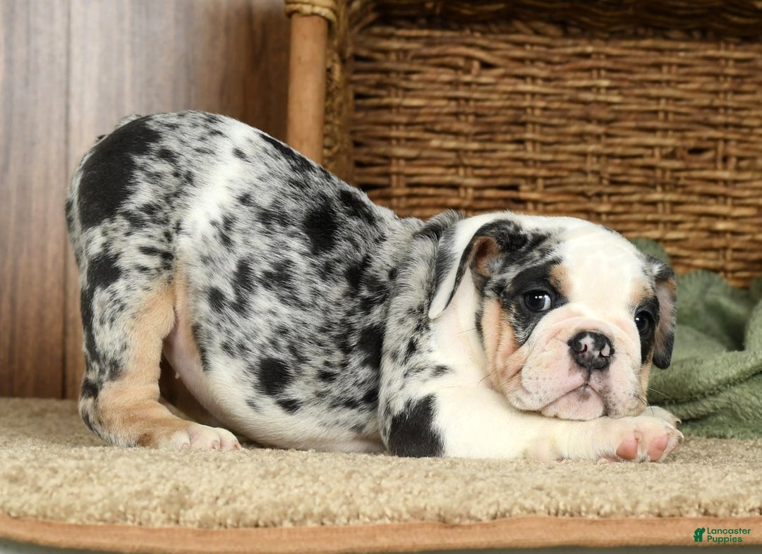 Sasha for sale in Millersburg Lancaster Puppies