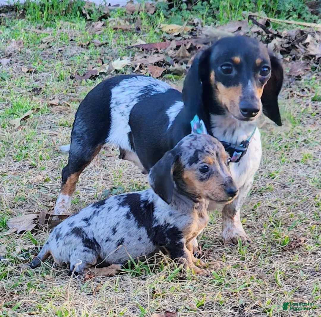 Miniature Dachshund dogs for sale: Ace - Ad 5