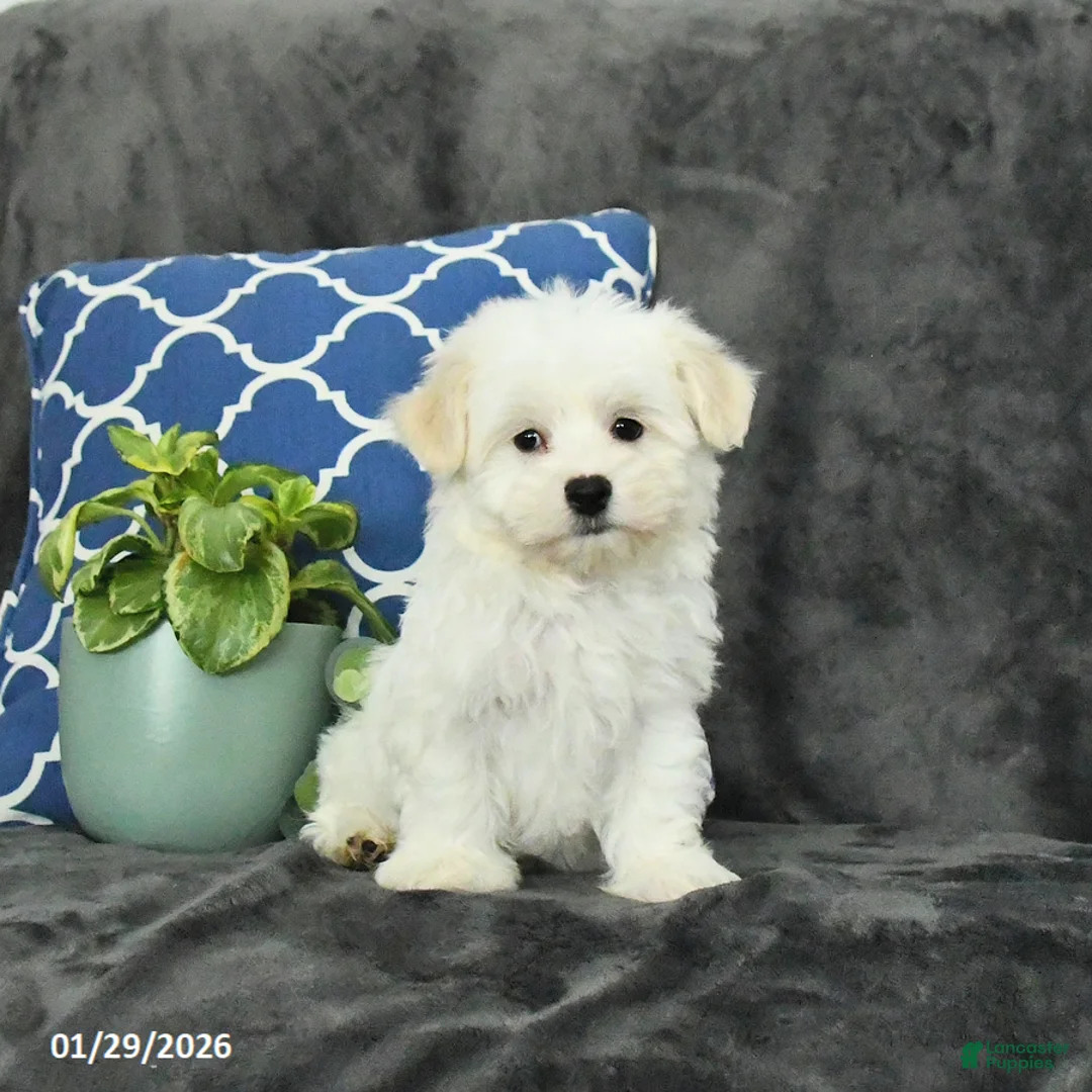 Mixed Breed dogs for sale: Dusty - Ad 4