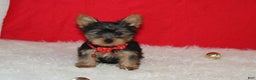 Yorkshire Terrier dogs for sale: Dannie - Ad 2