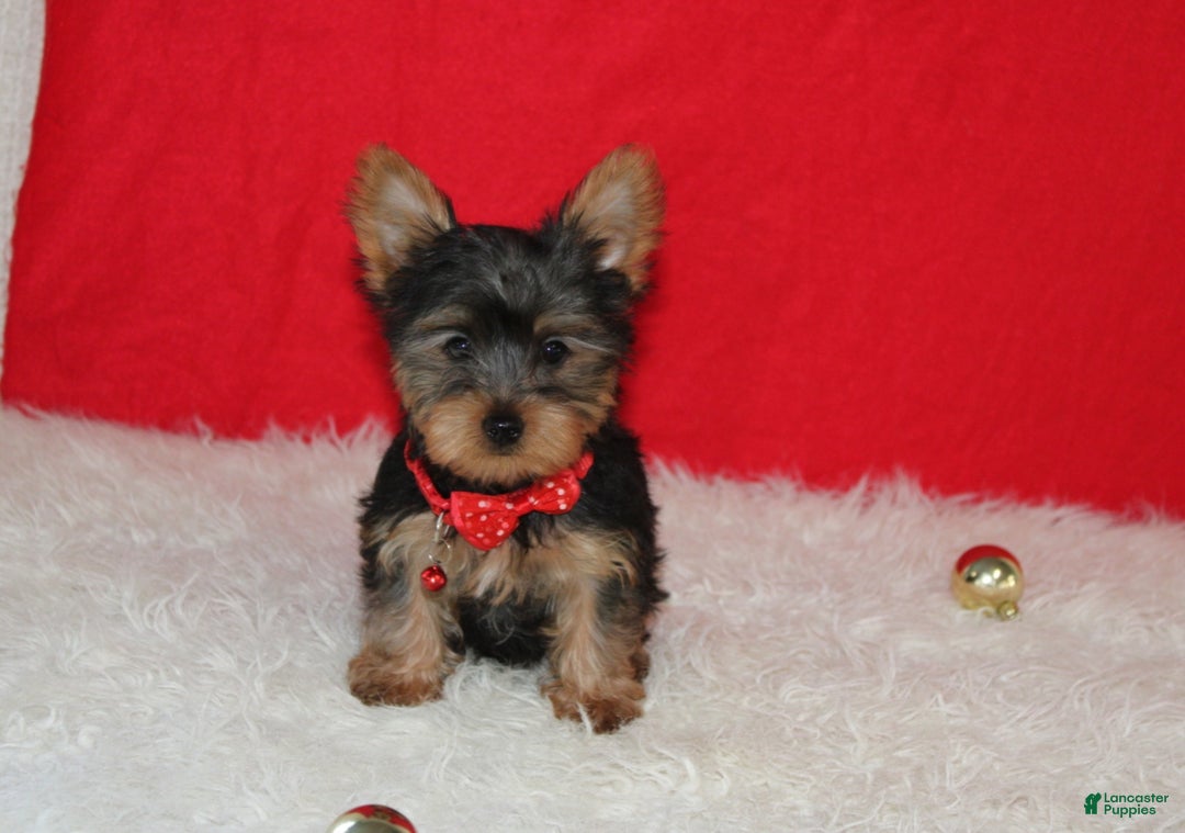 Yorkshire Terrier dogs for sale: Dannie - Ad 2