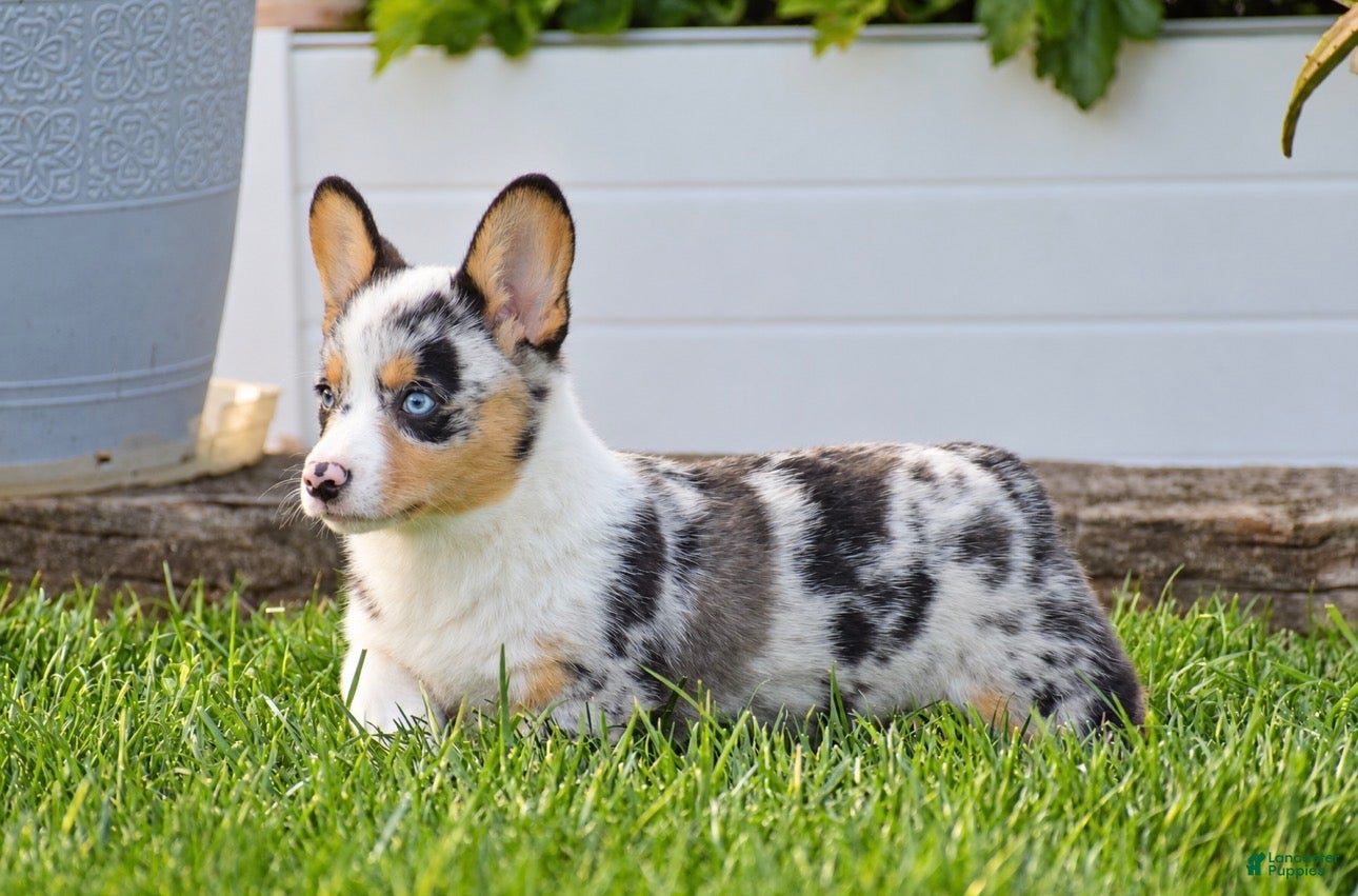 Welsh Corgi Pembroke dogs for sale: Tiffany - Ad 2