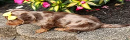 Miniature Dachshund dogs for sale: Ike💙 - Ad 14