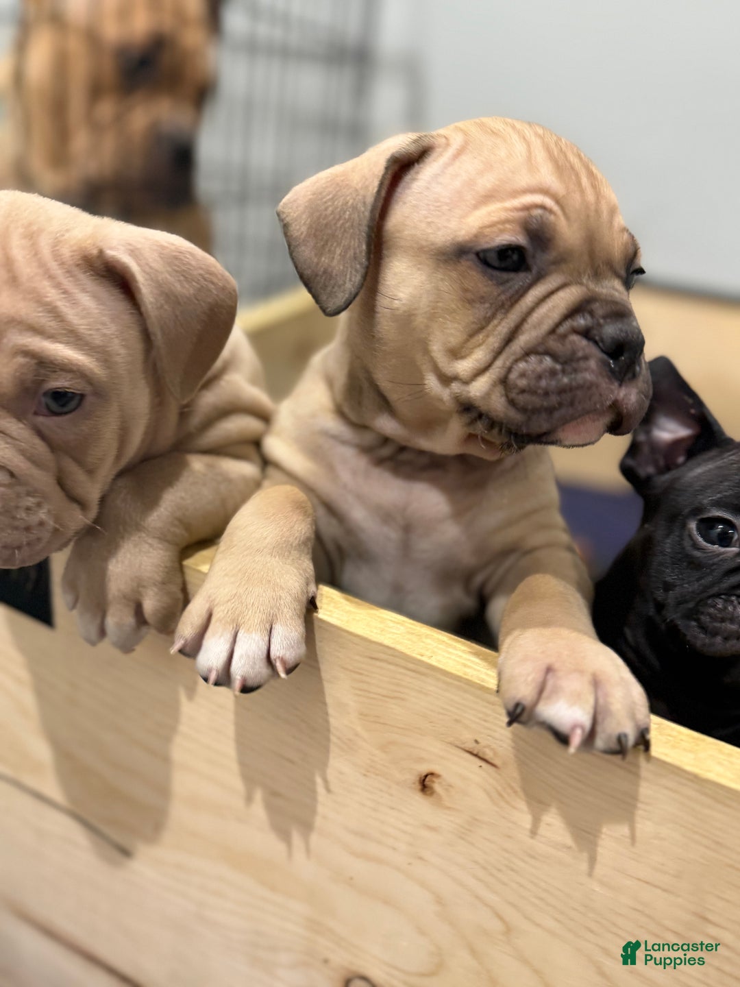 American Bully dogs for sale: American Bully Puppy 5 - Ad 1