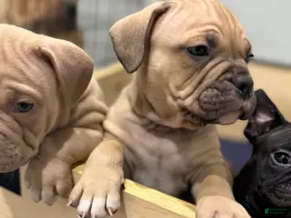 American Bully dogs American Bully Puppy 5 - Ad 30