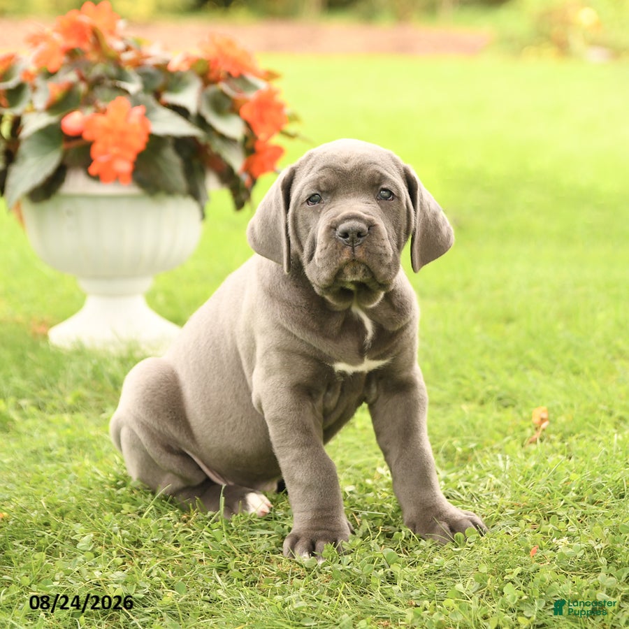 Cane Corso dogs Dessa - Ad 1