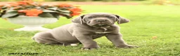 Cane Corso dogs for sale: Dessa - Ad 1